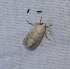 Leucocnemis perfundis