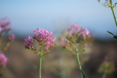Centranthus