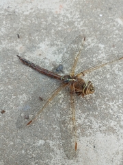 Rhionaeschna bonariensis