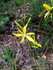 Asphodeline