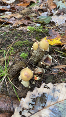 Calostoma lutescens