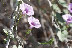 Ipomoea cordatotriloba