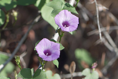 Ipomoea cordatotriloba