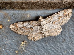 Iridopsis defectaria