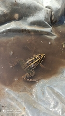 Leptodactylus luctator