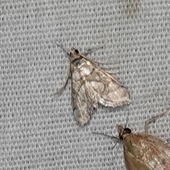 Pseudopyrausta santatalis