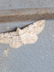 Iridopsis defectaria