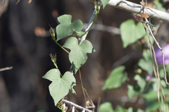 Ipomoea cordatotriloba