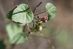 Ipomoea cordatotriloba