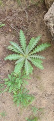 Cirsium neomexicanum