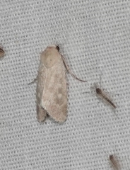 Leucocnemis perfundis