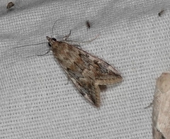 Loxostege allectalis