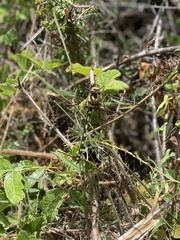 Cordulegaster dorsalis