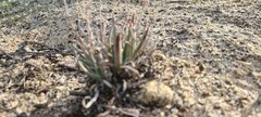 Dudleya abramsii