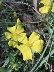 Hibbertia