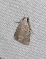 Leucocnemis perfundis