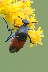 Macrosiagon cruenta