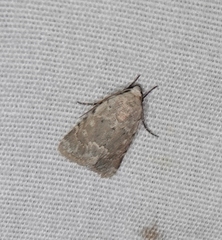 Leucocnemis perfundis