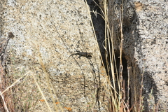 Sceloporus orcutti