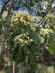 Clerodendrum floribundum