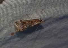 Loxostege allectalis