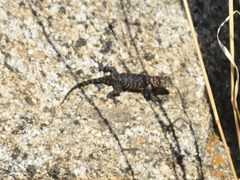 Sceloporus orcutti