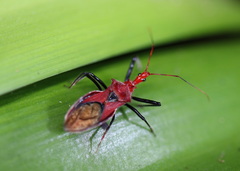 Gminatus wallengreni