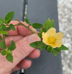 Sida cordifolia