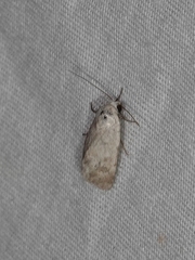 Leucocnemis perfundis