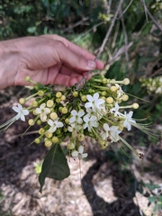Clerodendrum floribundum