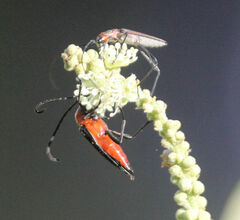 Chariesterus antennator