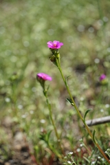 Calandrinia compressa