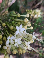Clerodendrum floribundum