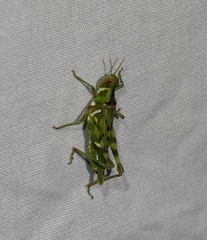 Bootettix argentatus