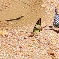 Graphium antiphates