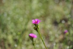 Calandrinia compressa