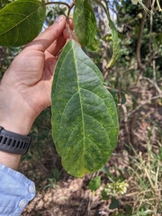 Clerodendrum floribundum