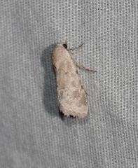 Leucocnemis perfundis