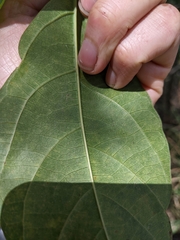 Clerodendrum floribundum