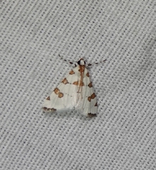 Conchylodes octonalis