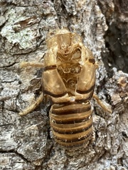 Tibicininae