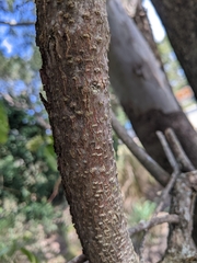 Clerodendrum floribundum