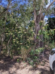 Clerodendrum floribundum