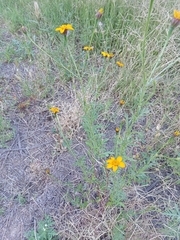 Dyssodia tagetiflora