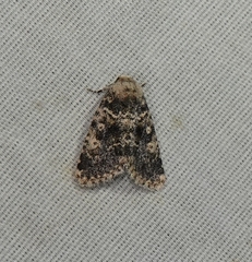 Lacinipolia palilis