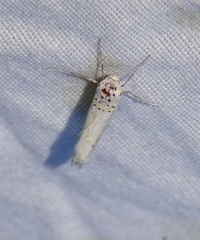 Philtraea paucimacula