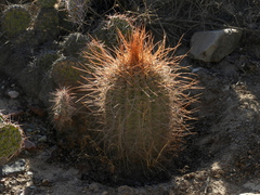 Trichocereus atacamensis