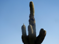 Trichocereus atacamensis