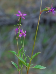Clarkia rhomboidea