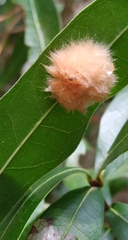 Neuroterus laurifoliae